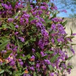 Purple Lilac Vine