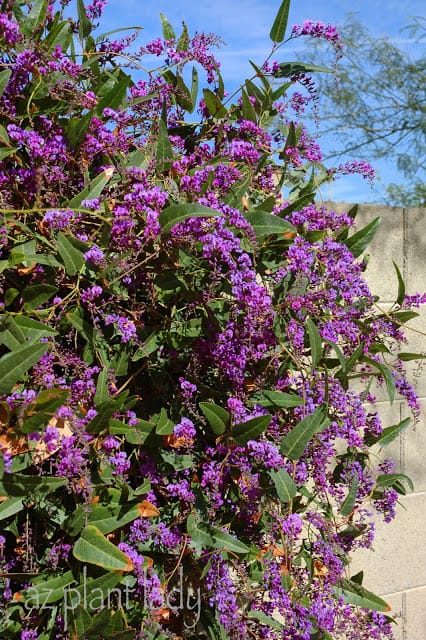 Purple Lilac Vine