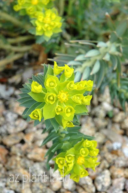 Gopher Plant