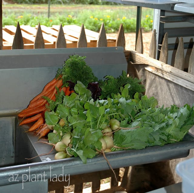 Carrots and turnips freshly washed