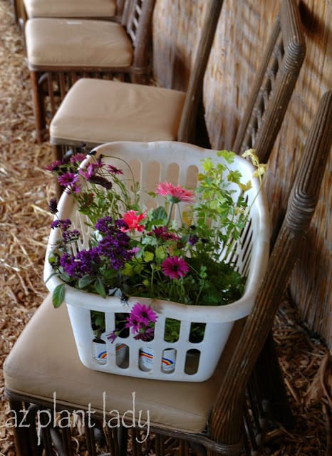 Heliotrope, Gerber and Purple Daisies