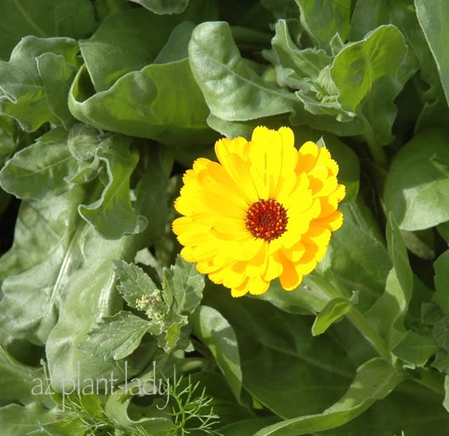 Bright, Sunny Calendula Flower