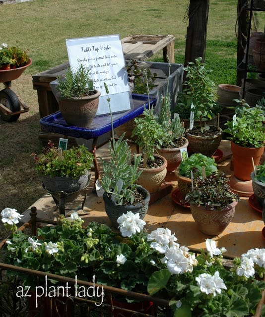 Succulent plants and herbs