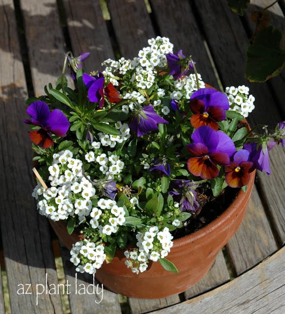 Violas and Alyssum