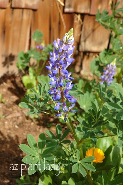 Lupine 