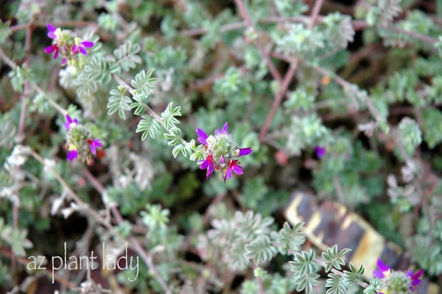 Trailing Indigo Bush