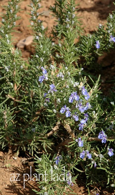 Rosemary