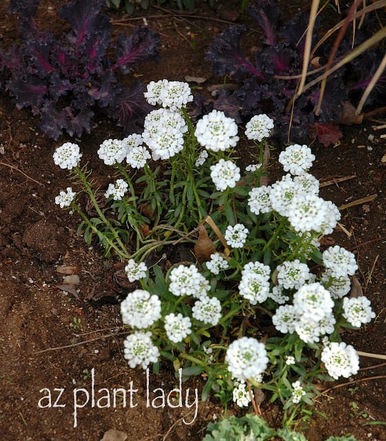 Candytuft