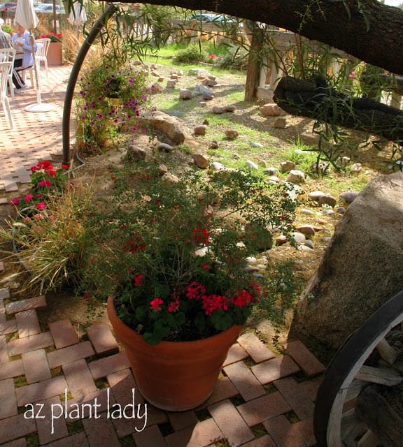 Valentine shrub with Geraniums