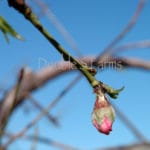 peach bud