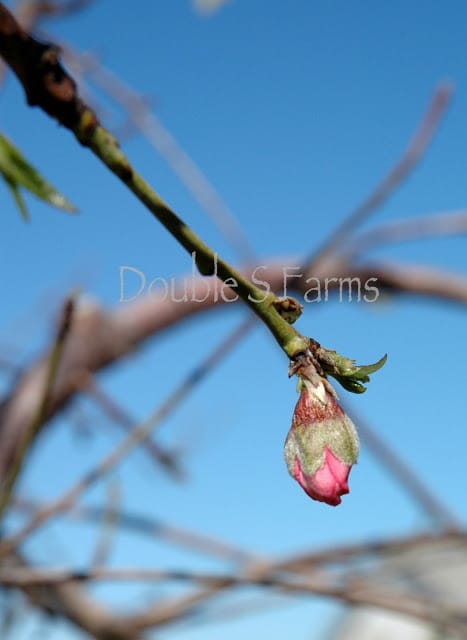 A single peach bud, just beginning to show a flash of pink.