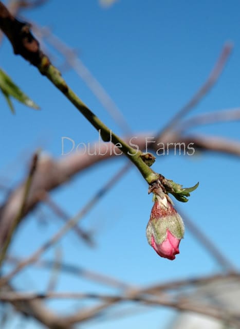 peach bud