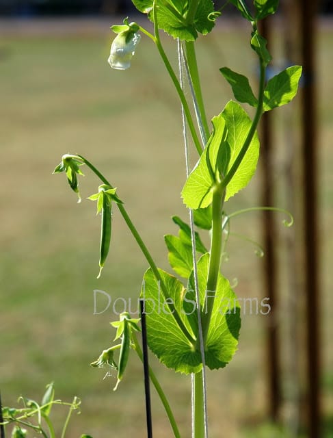  Snap Peas beginning to grow in the vegetable garden