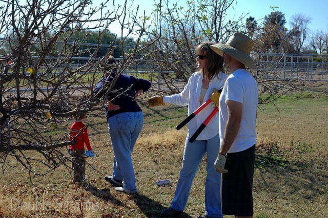 Family farm