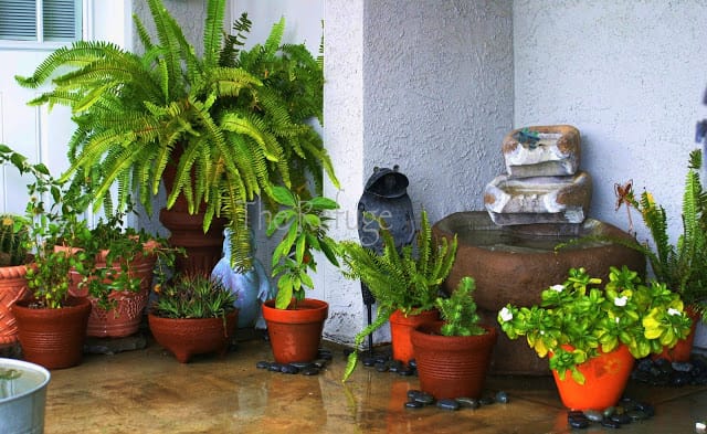 Container Garden