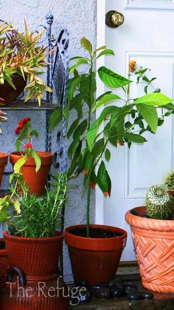 Rosemary, Avocado and Cactus 