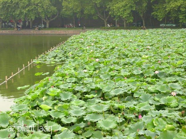 Lotus growing on West Lake, Hangzhou, Summer 2003