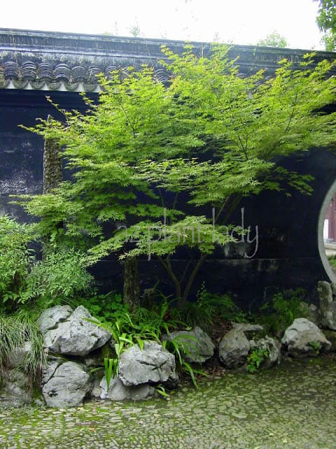  Provincial Museum, Hangzhou, Summer 2003