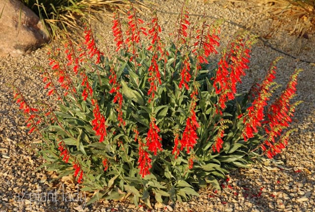 Firecracker Penstemon