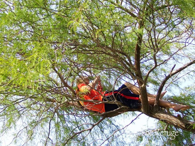 high up in the tree