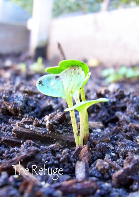 Planting vegetable garden