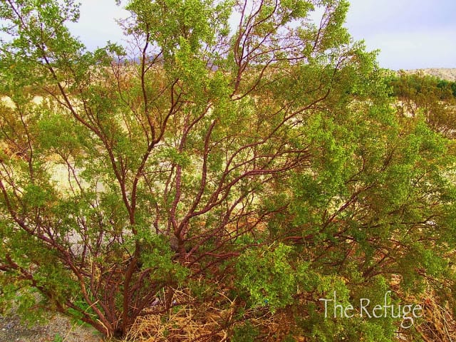 creosote shrub and branches