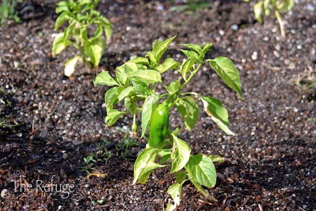 Planting vegetable garden