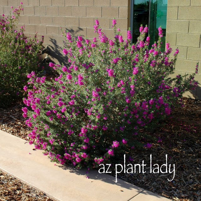 When to prune Texas Sage Archives Desert Gardening 101