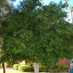 Citrus-tree-in-container-ASU