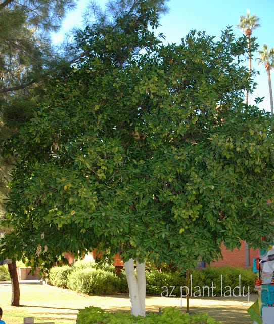 سلطة الفاكهة شجرة الحمضيات فلوريدا