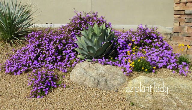 Lantana 