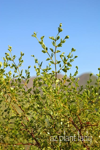 creosote closeup image