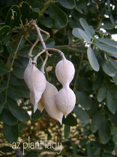 Texas Mountain Laurel