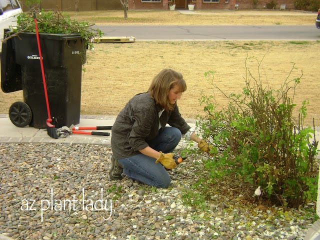 pruning