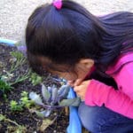 Cabbage Transplants