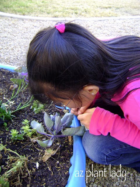 Cabbage Transplants