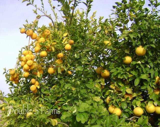 Fruit Cocktail From a Tree?