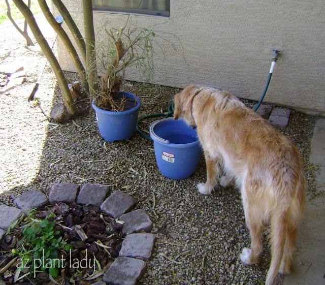 Vegetable gardening