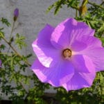 Blue Hibiscus