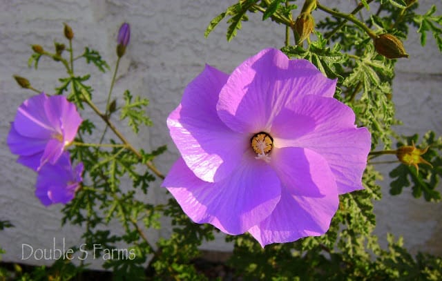 Blue Hibiscus