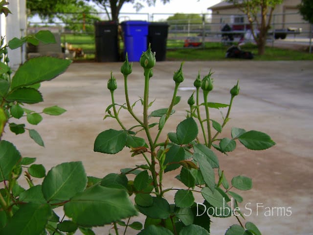 rose bushes