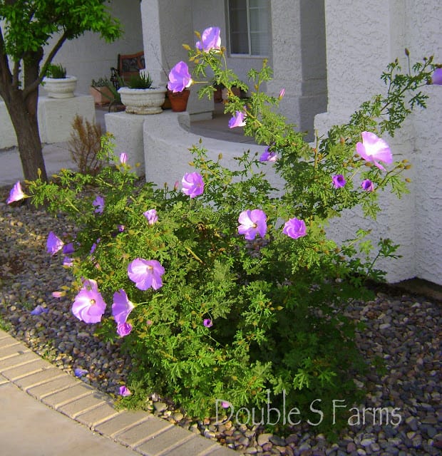 Blue Hibiscus