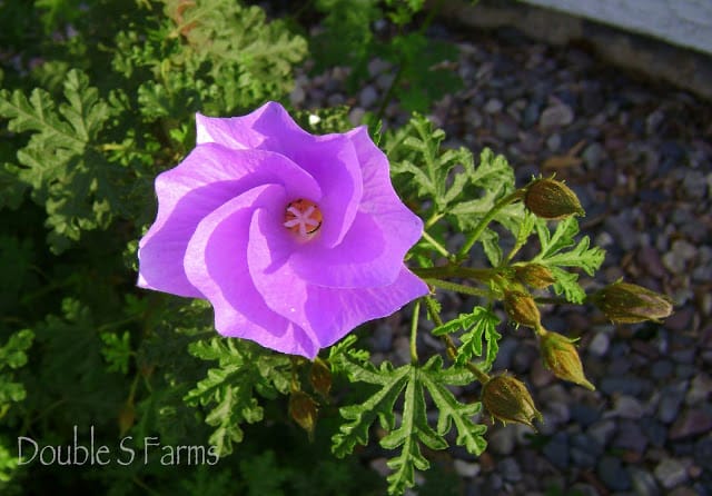 Blue Hibiscus