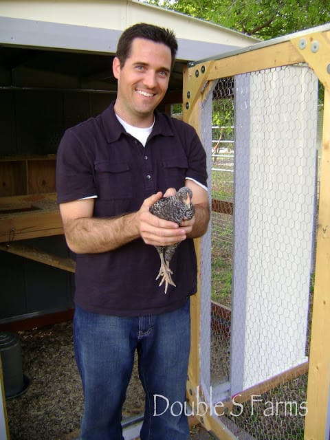 Raising chickens