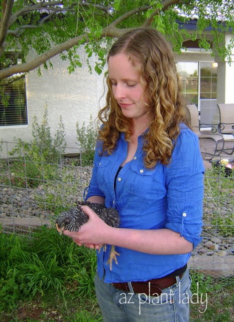 Raising chickens