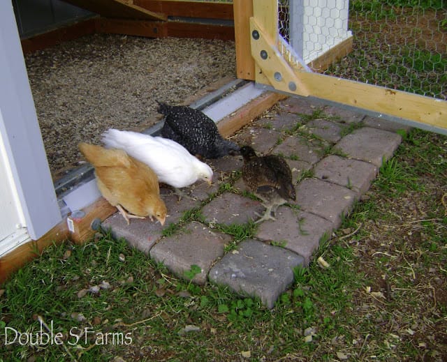 Raising chickens