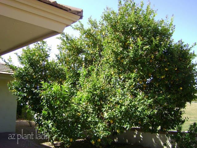 lemon tree