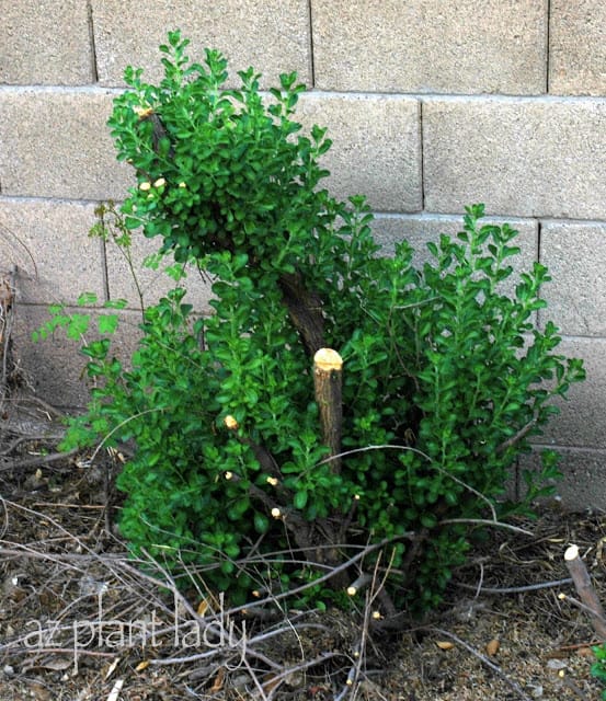 spring pruning