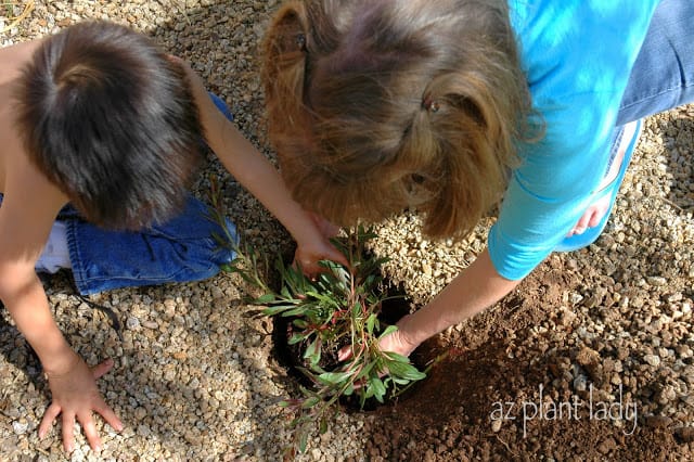 planting 