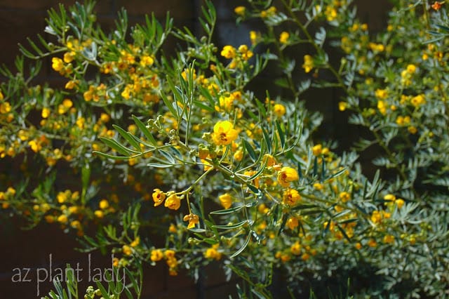 spring pruning